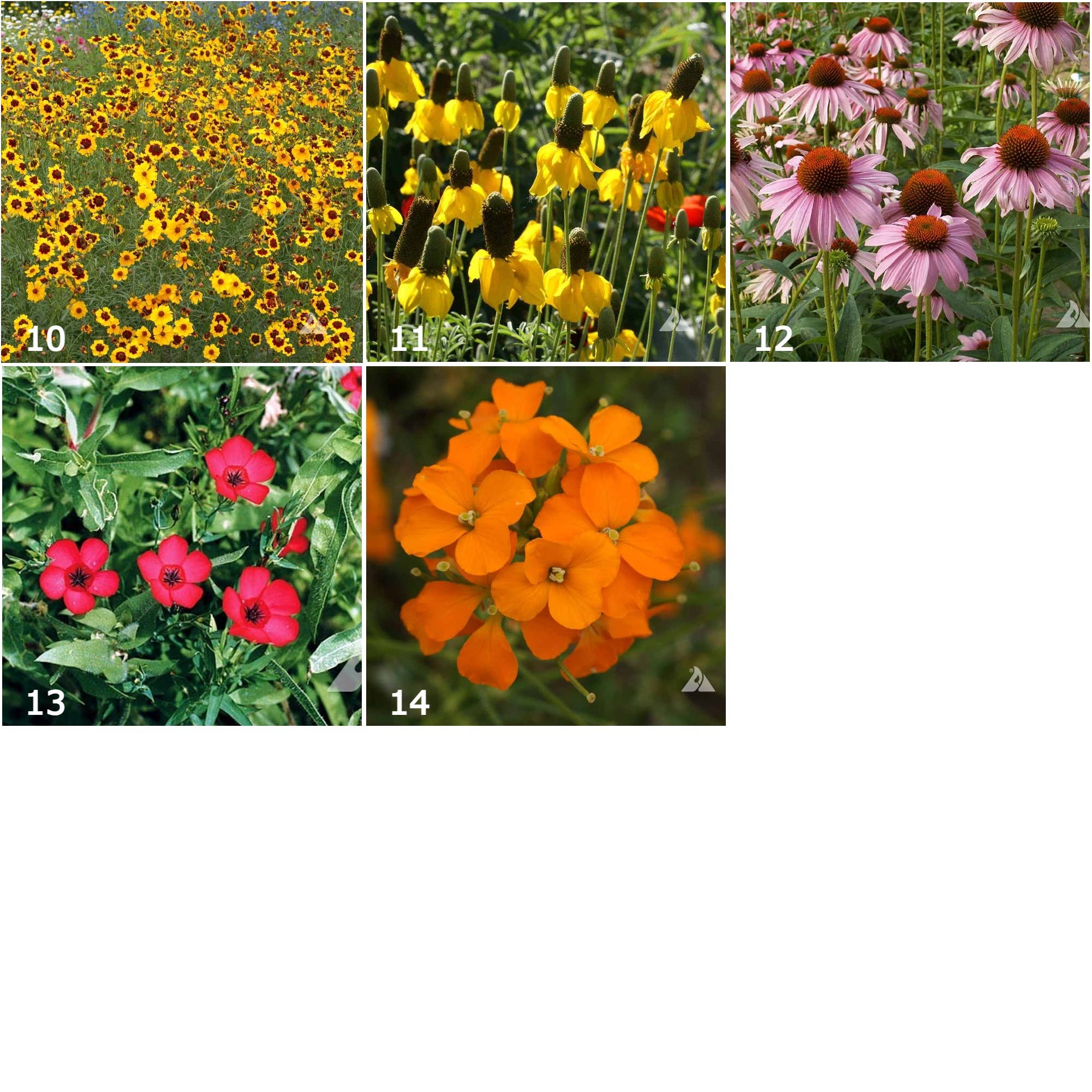 wildflower scatter seeds Scatter Garden | Wildflower
