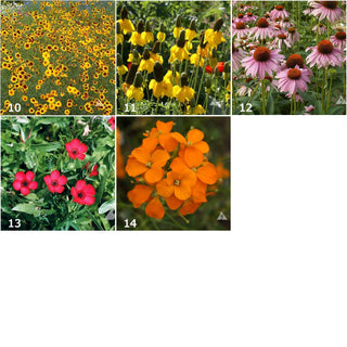 Scatter Garden | Wildflower | Spring