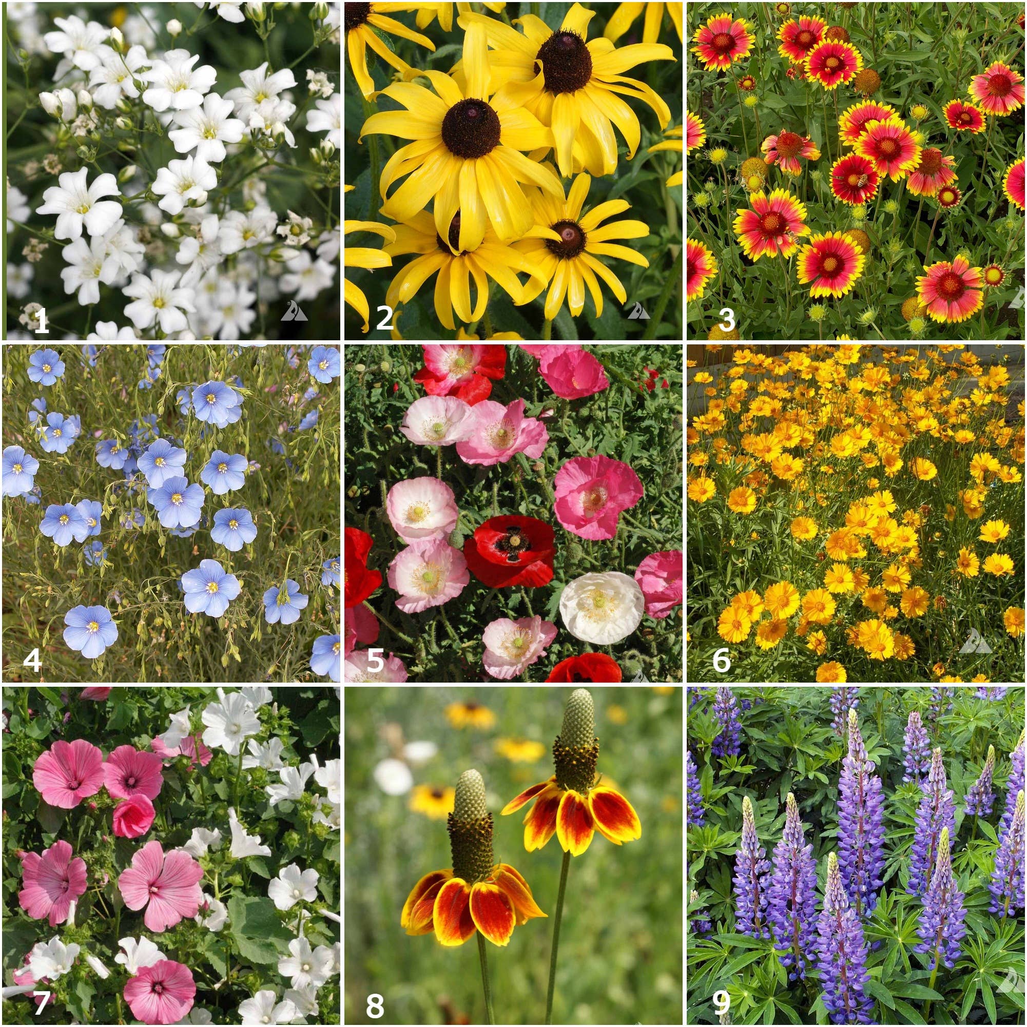 best wildflower seeds to scatter Scatter Garden | Wildflower