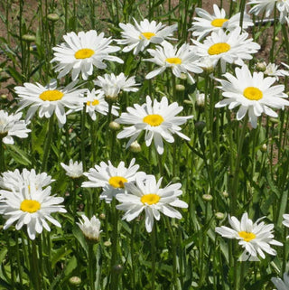 Growing Wishes Flower Garden | Joy | Flower Sentiments
