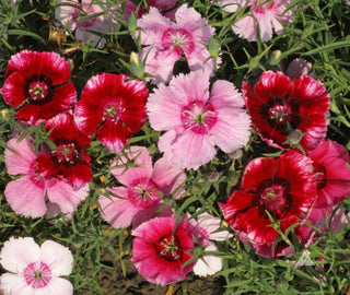 Growing Wishes Flower Garden | Joy | Flower Sentiments