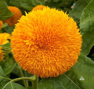 Growing Wishes Flower Garden | Joy | Flower Sentiments