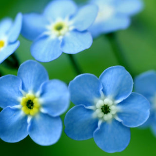 Growing Wishes Flower Garden | Joy | Flower Sentiments
