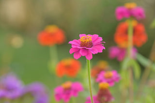 Growing Wishes Flower Garden | Joy | Flower Sentiments